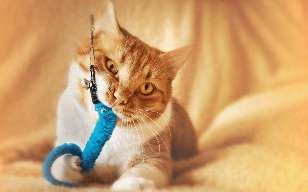 3 Simple Ways You Can Keep Your Cat Happy and Healthy