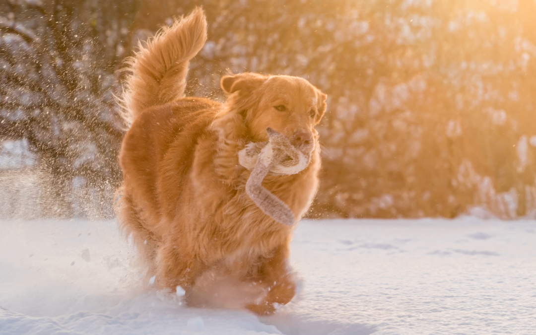 Why Your Pet Needs to Be on Parasite Prevention Even in the Winter
