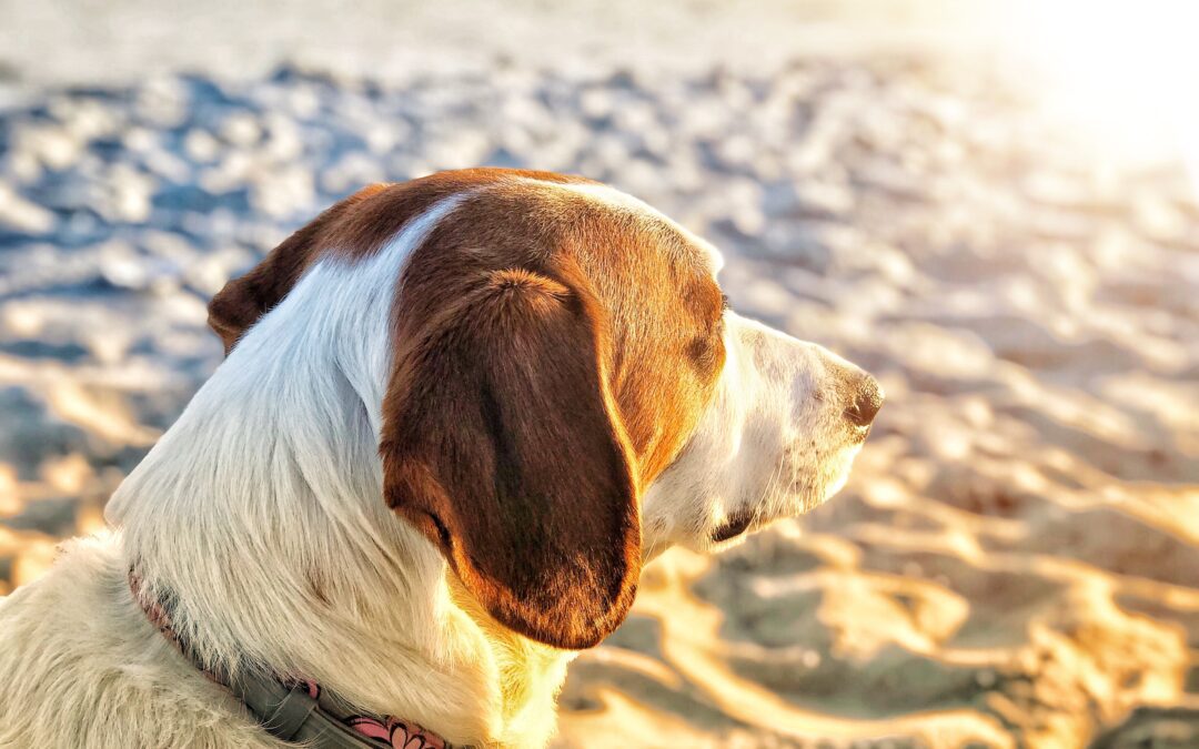 5 Ways to Protect Your Pet from Heatstroke