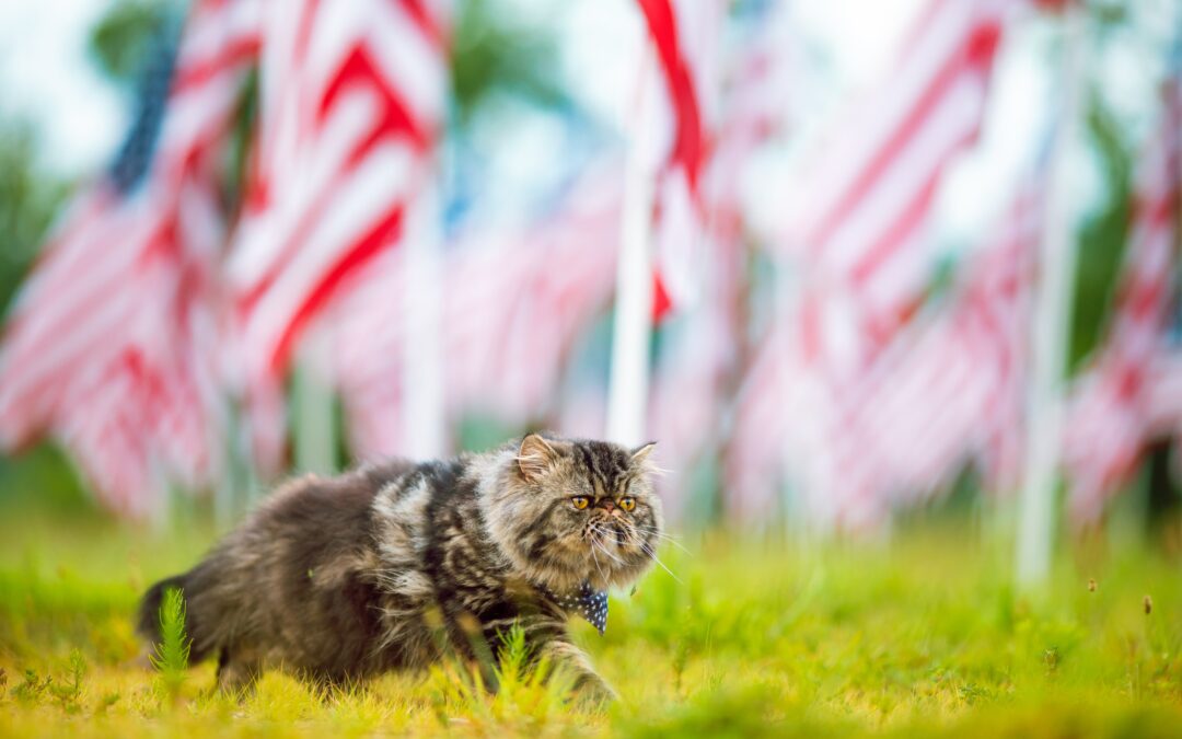 Keep Your Pets Safe: 4th of July Pet Safety Advice