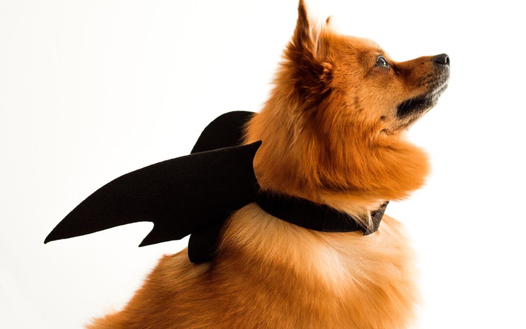 Safeguarding Your Furry Friends: Essential Halloween Pet Safety Guidelines
