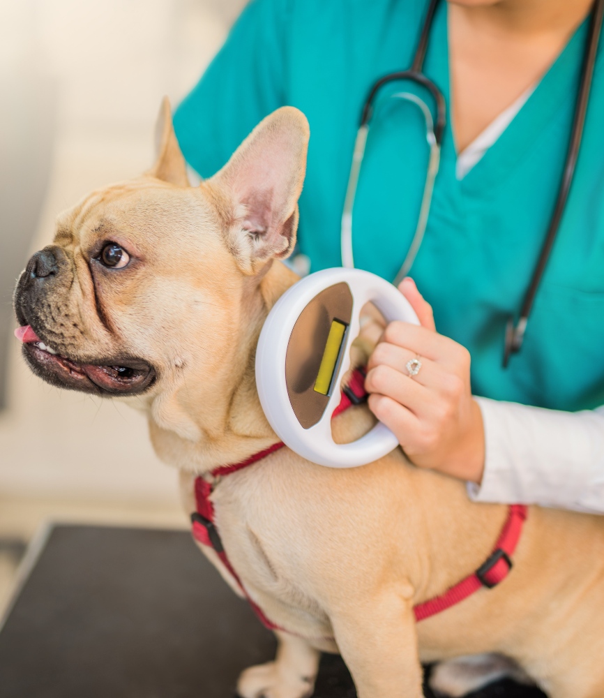 vet checking dog's microchip