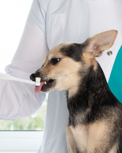 vet checking the dog teeth