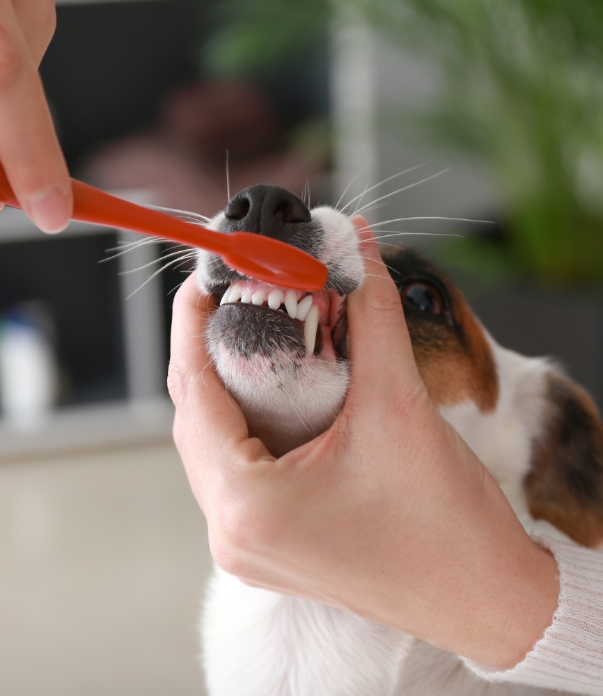 vet cleaning dog teeth using brush