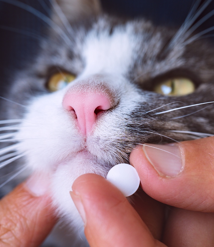 white pill near cat's mouth